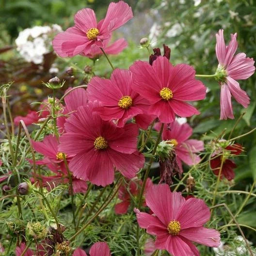 Cosmos Seeds 200 Count Dazzler Variety Non-GMO Flowers for Pollinators, Cosmos bipinnatus, Vibrant Pink, White, Purple Blooms