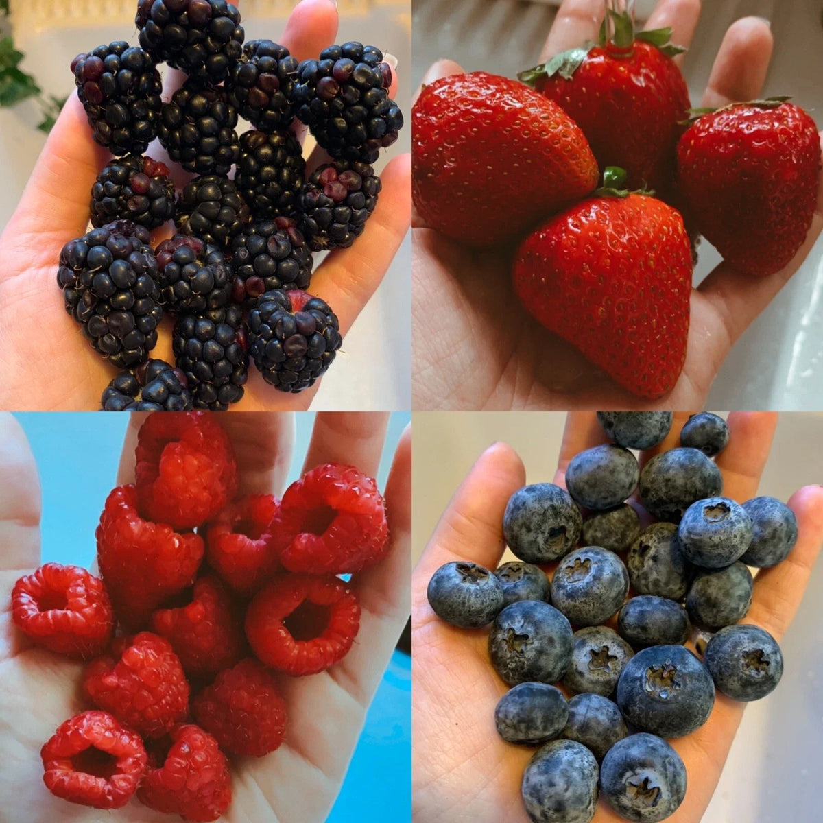 Mixed Berry Seeds Pack - 100 Organic Non-GMO Strawberry, Blueberry, Raspberry, Blackberry - Fragaria, Vaccinium, Rubus