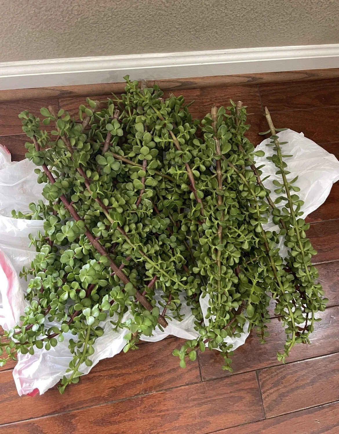 100 Cuttings Portulacaria Afra Elephant Bush Succulent Dwarf Jade - Propagation Ready Indoor Plant Cuttings