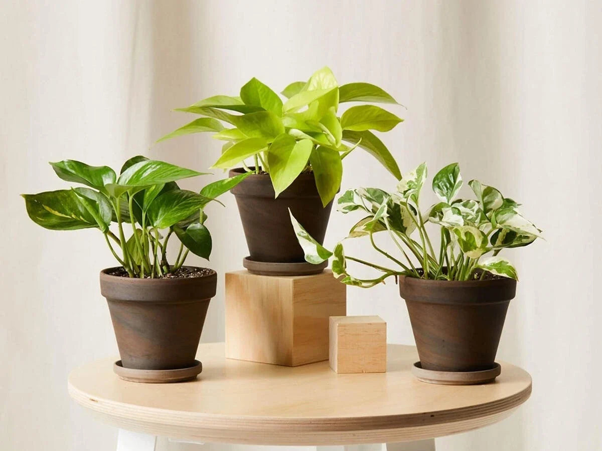 Rooted House Plant Starter Set - Variety Mix of Indoor Plants - Perfect for Beginners - Various Species