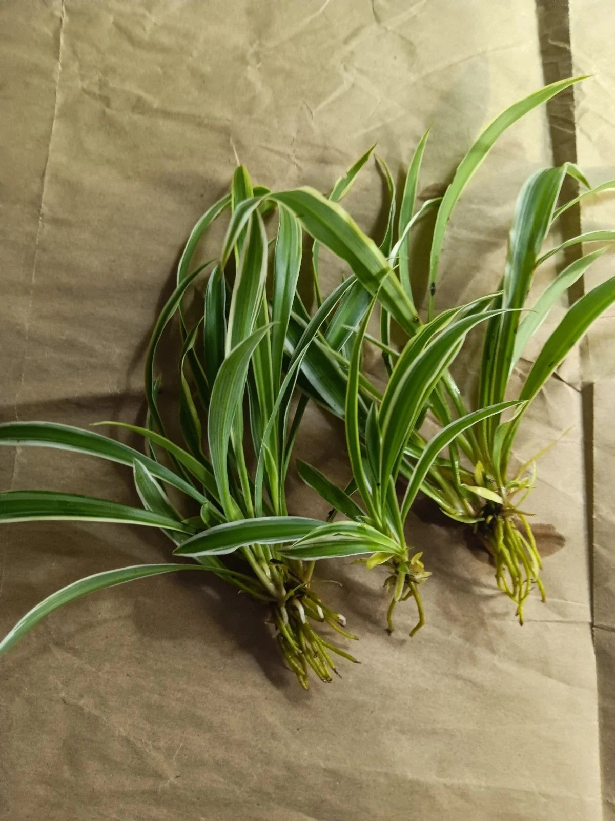 Reverse Variegated Spider Plant Pups - Air Purifying & Easy Care - Chlorophytum comosum - Perfect for Indoor Displays