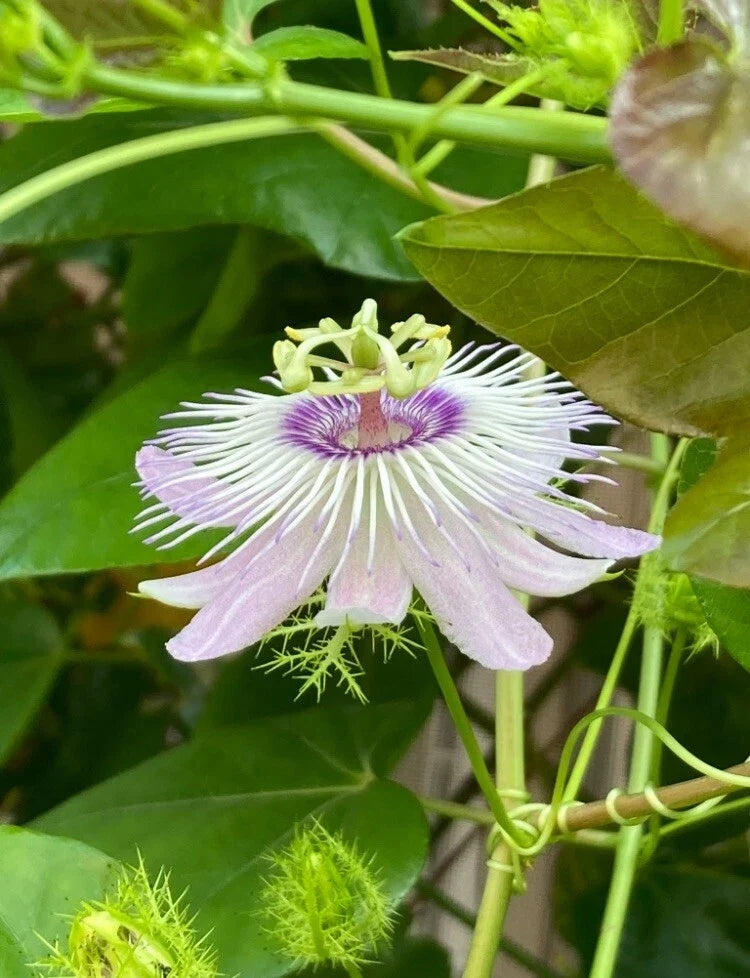 Passiflora Vine Cuttings 25 Pieces 7 Inches Butterfly Host Plant Passiflora spp. Perfect for Gardens and Trellises