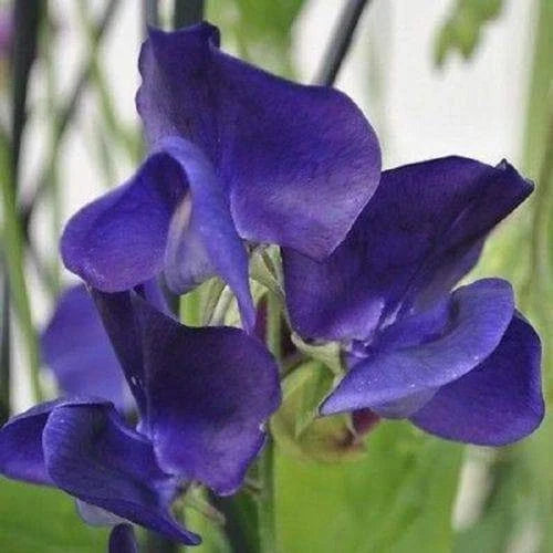 Royal Navy Blue Sweet Pea Seeds - Heirloom Blue/Purple Flowers - Lathyrus odoratus - Non-GMO Garden Seeds - 20 Seeds Packet