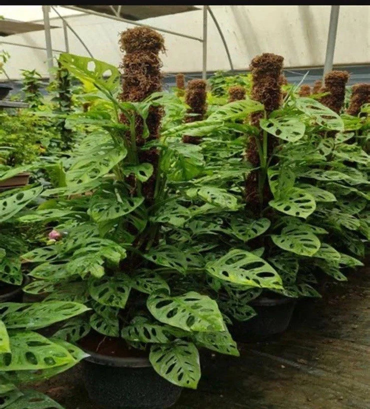 Monstera Adansonii Rooted Cutting | Rare Exotic Indoor Plant | Fenestrated Leaves | Monstera adansonii
