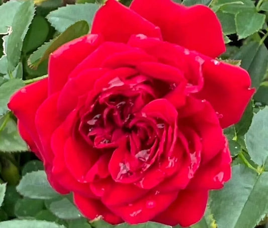 'True Love' Rose Cuttings - Everblooming Shrub Bush - 6 Cuttings (Rosa spp.) - Pink Fragrant Flowers for Garden Propagation