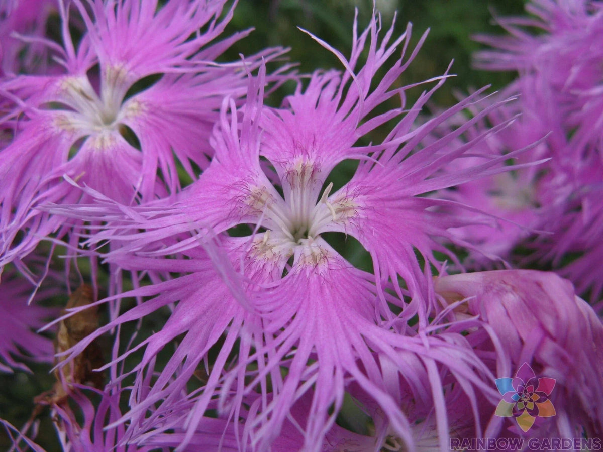 Bearded Pink Shades Carnation Seeds - 200+ Premium Seeds - Dianthus caryophyllus - Vibrant Pink Flowers for Garden