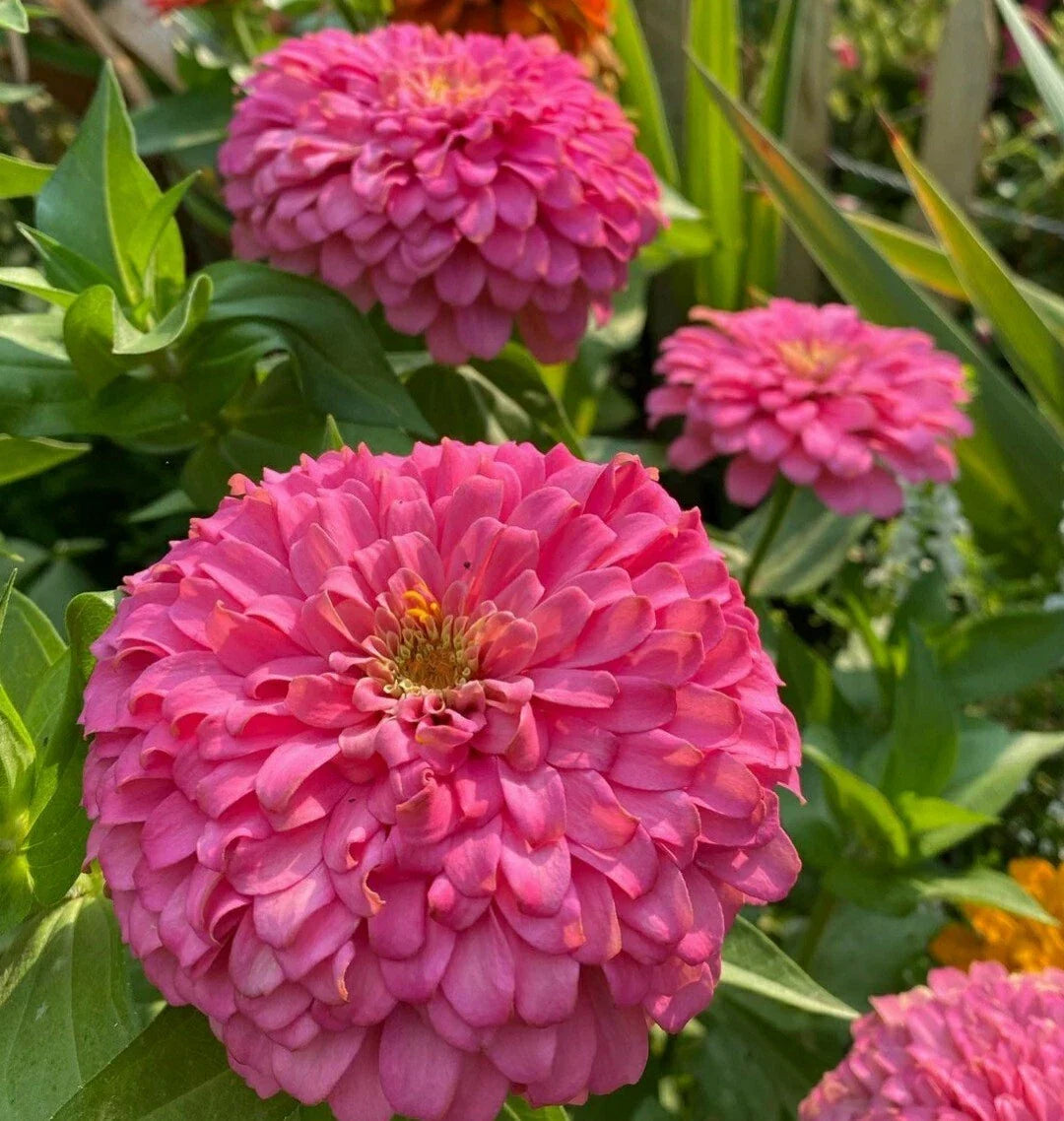 Giant Zinnia Flower Seeds - 50 Fuchsia Pink Seeds - Zinnia elegans 'Barbie Pink' - Easy to Grow Non-GMO Garden Seeds