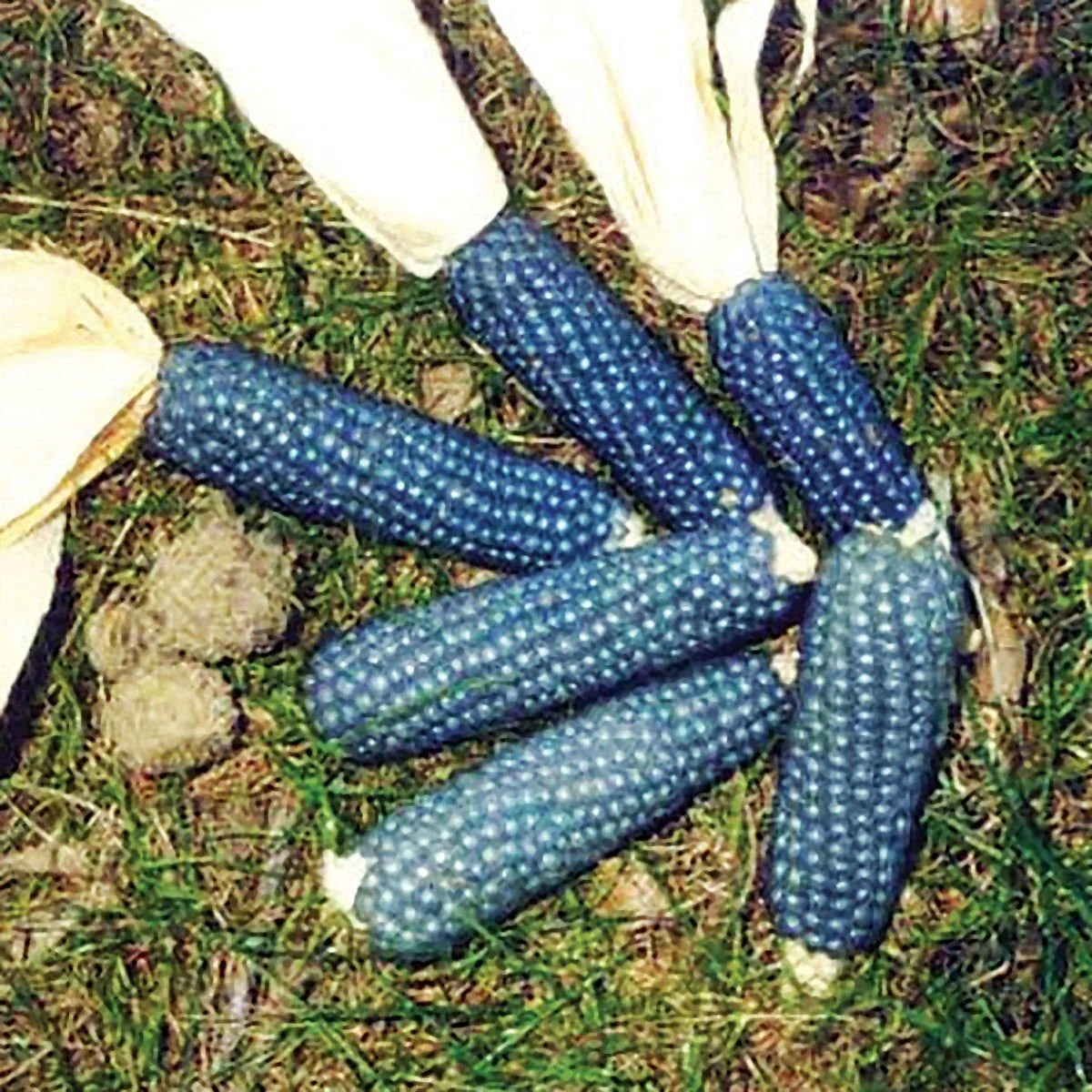 Miniature Blue Popcorn Seeds - 25 Pack - Heirloom Zea mays everta - Unique Blue Kernels for Home Gardening and Popping