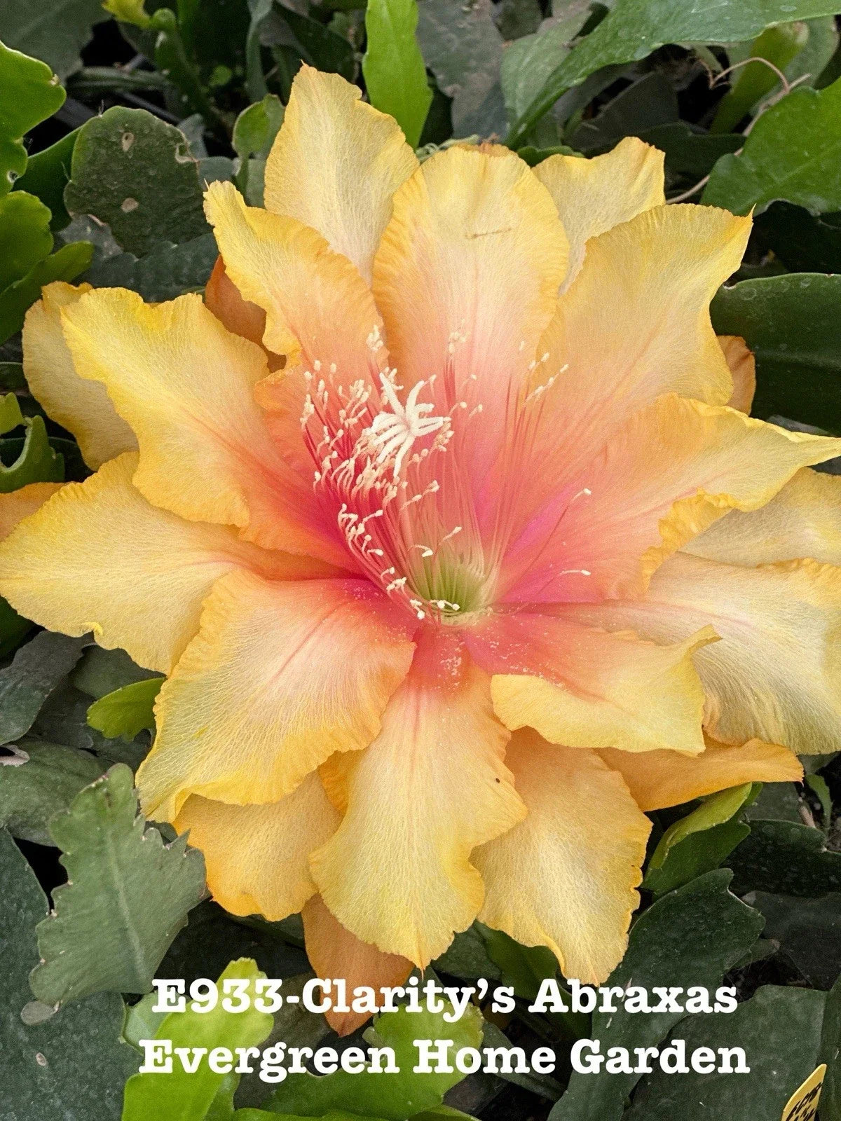 Rooted Epiphyllum Orchid Cactus Plant 4” Starter Pot “Clarity’s Abraxas” Exotic Houseplant for Indoor Gardens Epiphyllum hybrid