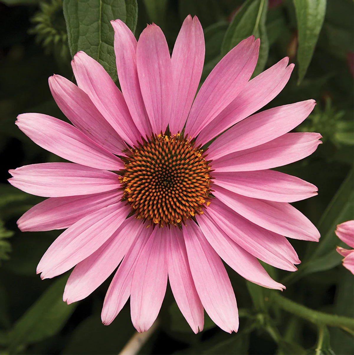 Prairie Splendor Coneflower Seeds | 50 Pack | Echinacea Purpurea | Perennial Flower Seeds for Garden & Pollinator Attraction