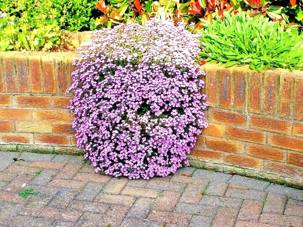 Pink Rock Soapwort Seeds - 500+ Perennial Groundcover - Saponaria ocymoides - Ideal for Containers & Baskets