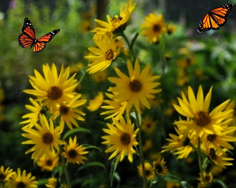 Maximilian's Sunflower Seeds - 100+ Heirloom Seeds - Vibrant Yellow Blooms - Helianthus maximiliani - USA Grown