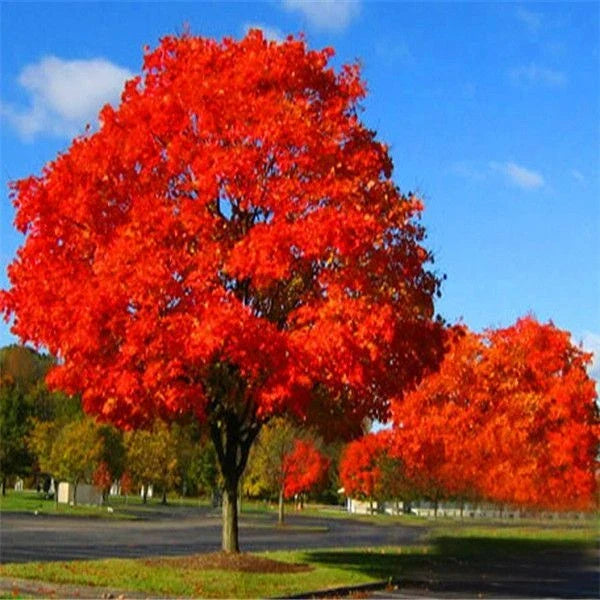 Live Red Oak Tree 6"-35" Cold Hardy Quercus rubra | Well Rooted, 1-3 Years Old | Ideal for Landscaping & Reforestation