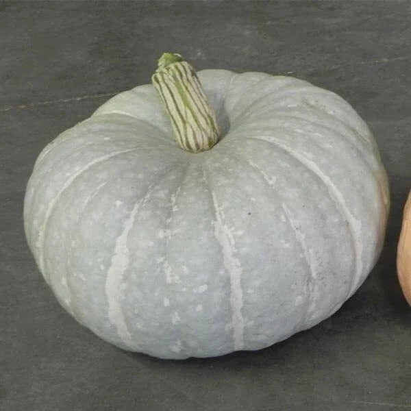 Silver Moon Pumpkin Seeds | 10 Seeds | Silver Stacker Variety | Cucurbita pepo - Ideal for Fall Decor & Culinary Use