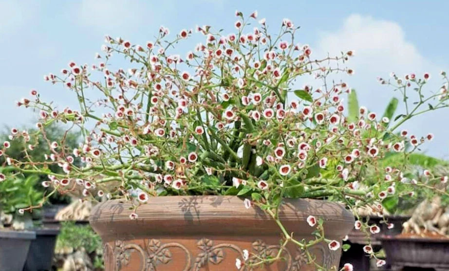Rooted Cutting Euphorbia guiengola 2" Succulent Plant Piece - Ideal for Bonsai & Low Maintenance Gardening