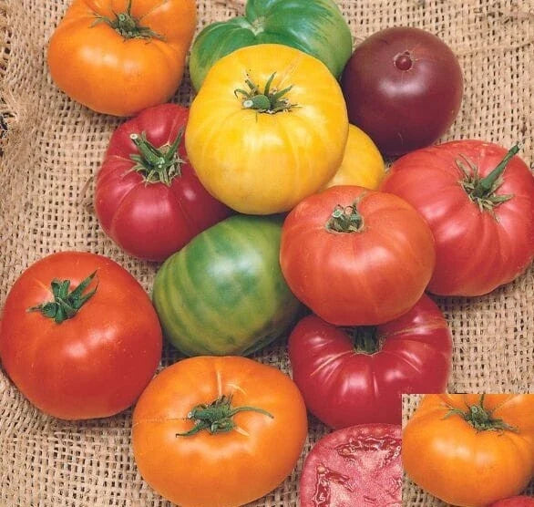Heirloom Tomato Seeds Mix - 50 Non-GMO Beefsteak Rainbow Seeds, Indeterminate, Solanum lycopersicum