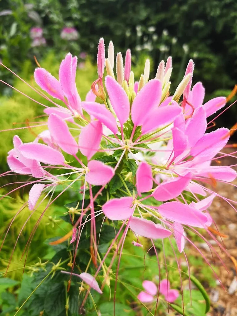 Soft Pink Spider Seeds - 100 Pack - Clome Spinosa Perennial - Attracts Bees - Easy to Grow Garden Seeds