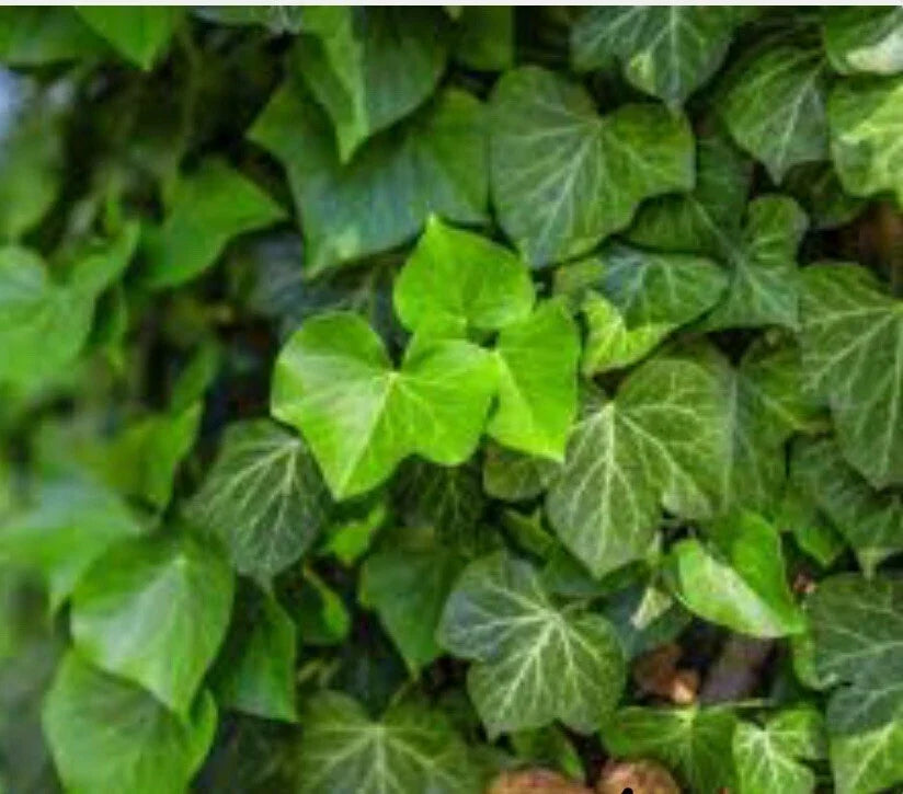 Live English Ivy Groundcover Plants - 10 Bare Root - Super Hardy - Hedera helix - Ideal for Gardens & Erosion Control