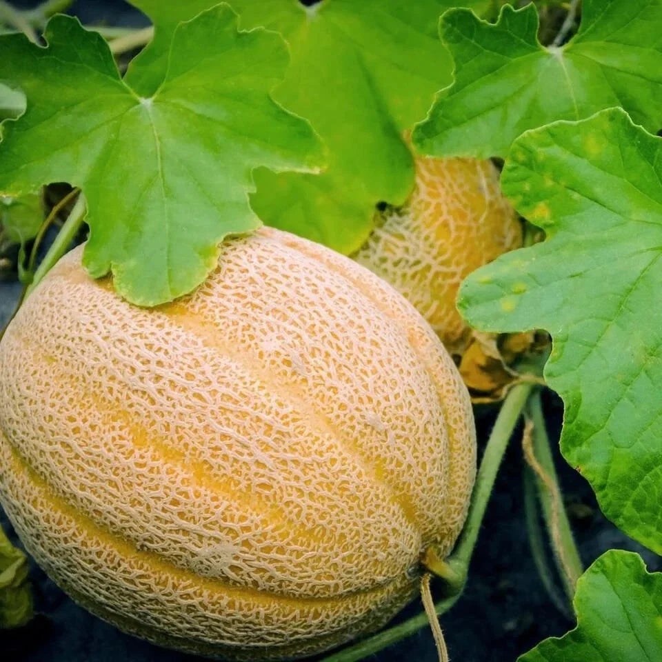 Hales Best Jumbo Cantaloupe Seeds - 100 Organic Heirloom Seeds - Cucumis melo - USA Grown