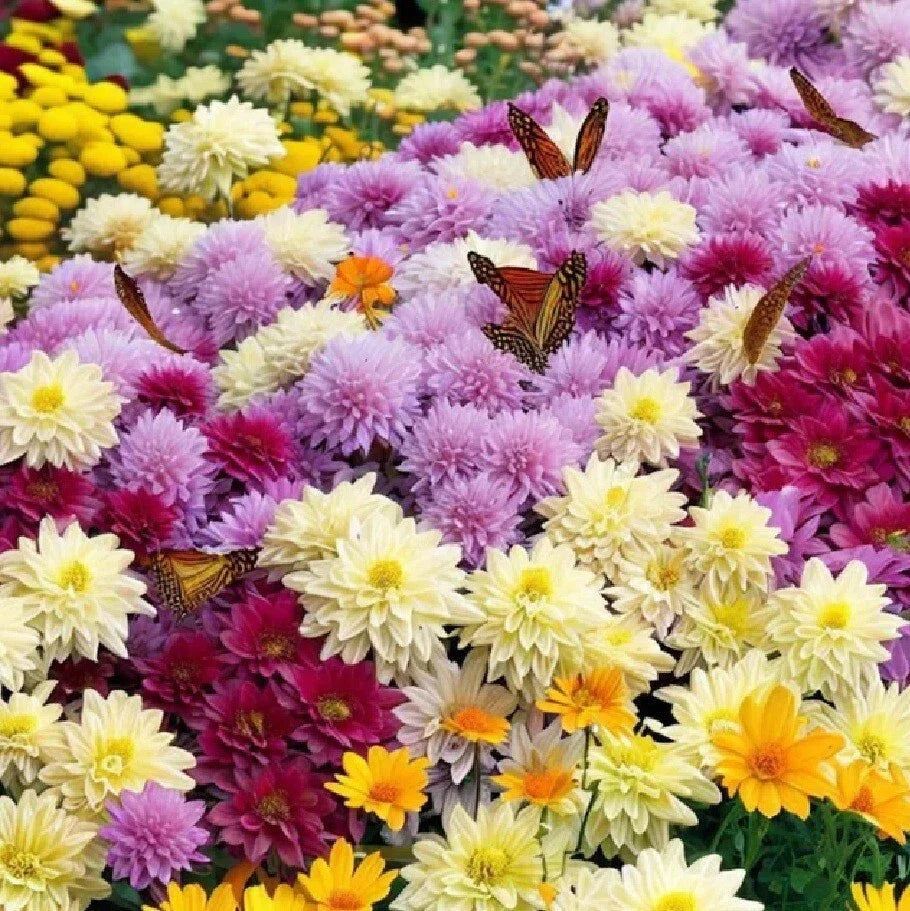 Live Chrysanthemum Plants - Semi Bare-Root, All Colors, Native US Mum, Chrysanthemum morifolium, 3-Year-Old, Well-Rooted