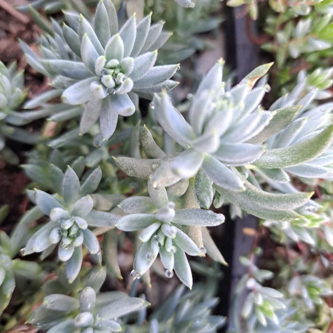 Sedum Cuttings - 10 Cold Hardy Blue Spruce Trailing Succulents - Sedum reflexum - Perfect for Garden or Indoor Use