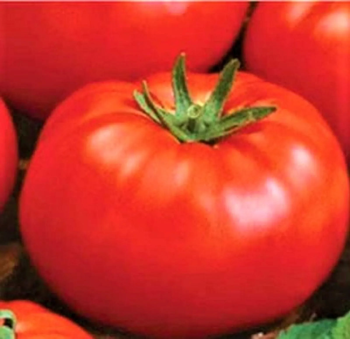Ace 55 Tomato Seeds 200+ Non-GMO Heirloom Solanum lycopersicum - High-Yield, Disease Resistant, Perfect for Containers