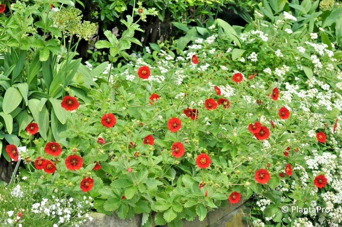 Scarlet Cinquefoil Seeds - 101+ Potentilla fruticosa - Compact Native Flowering Shrub - Drought-Tolerant Perennial