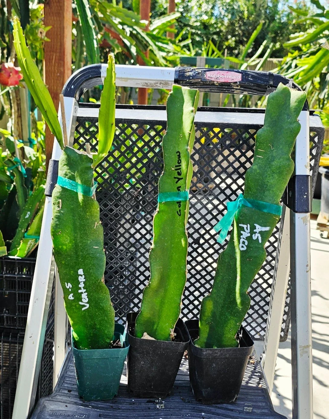 Rooted Dragon Fruit Cuttings - 12-16 Inches - 20+ Varieties - Hylocereus spp. - Ideal for Home Gardening & Container Planting