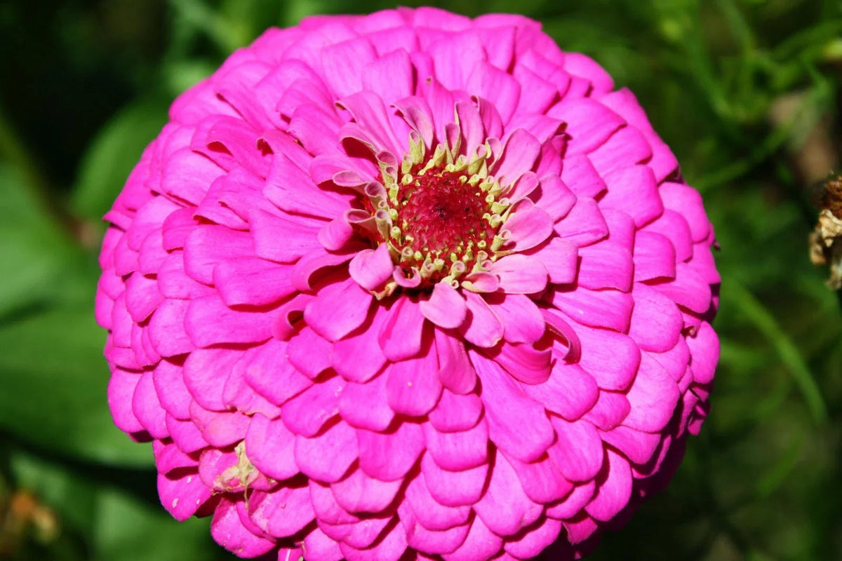 Zinnia Seeds - 60 Seeds - Pink Fully Double Flower - Zinnia elegans - Non-GMO, Attracts Pollinators, Easy to Grow