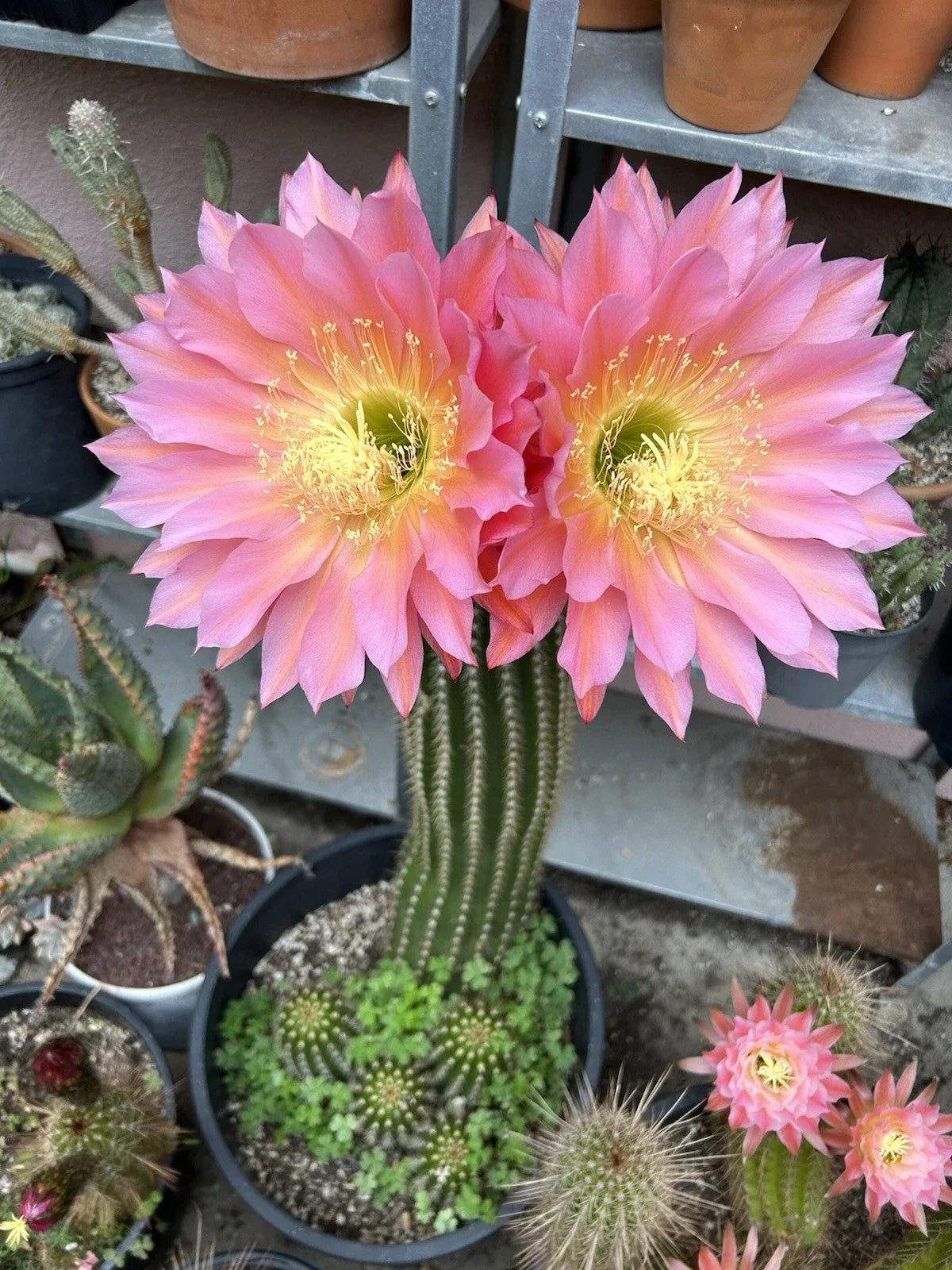Echinopsis Hybrid Cactus Cutting 6” | Flying Saucer Succulent | Unique Indoor Plant | Echinopsis hybrid