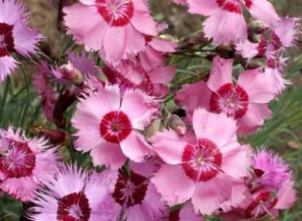 Cottage Pinks Seeds - 50 Fresh Seeds - Dianthus Plumarius - Perennial Flower Seeds for Garden & Borders