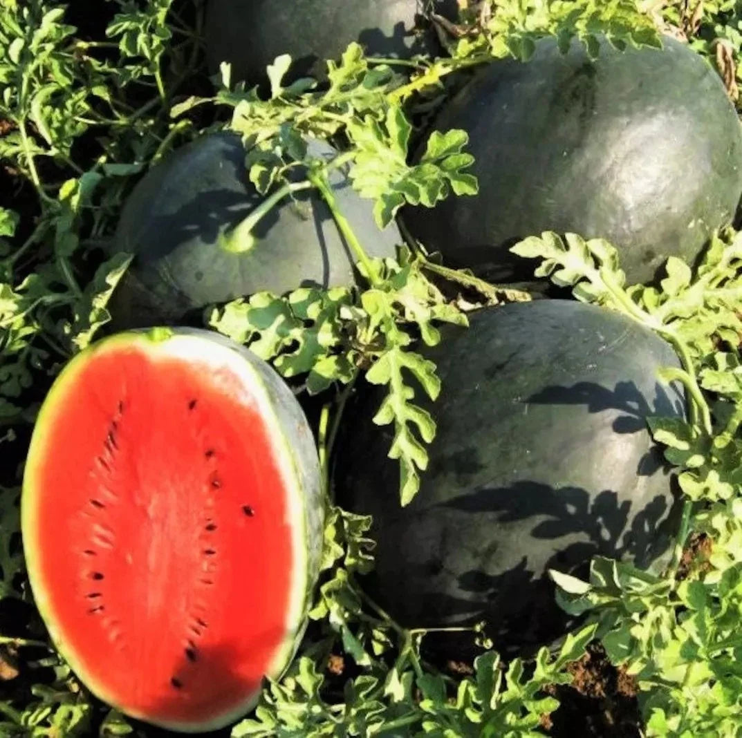 Giant Black Diamond Watermelon Seeds - 120+ Organic Heirloom Seeds - Citrullus lanatus - Sweet Juicy Watermelons for Home Gardens