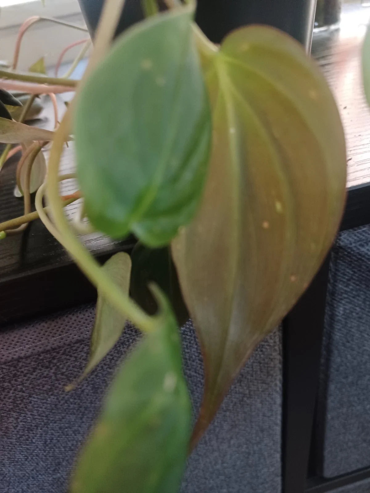 Philodendron Cuttings - 3 Mican Velvety - Philodendron hederaceum var. mican - Lush Indoor Plant Decor