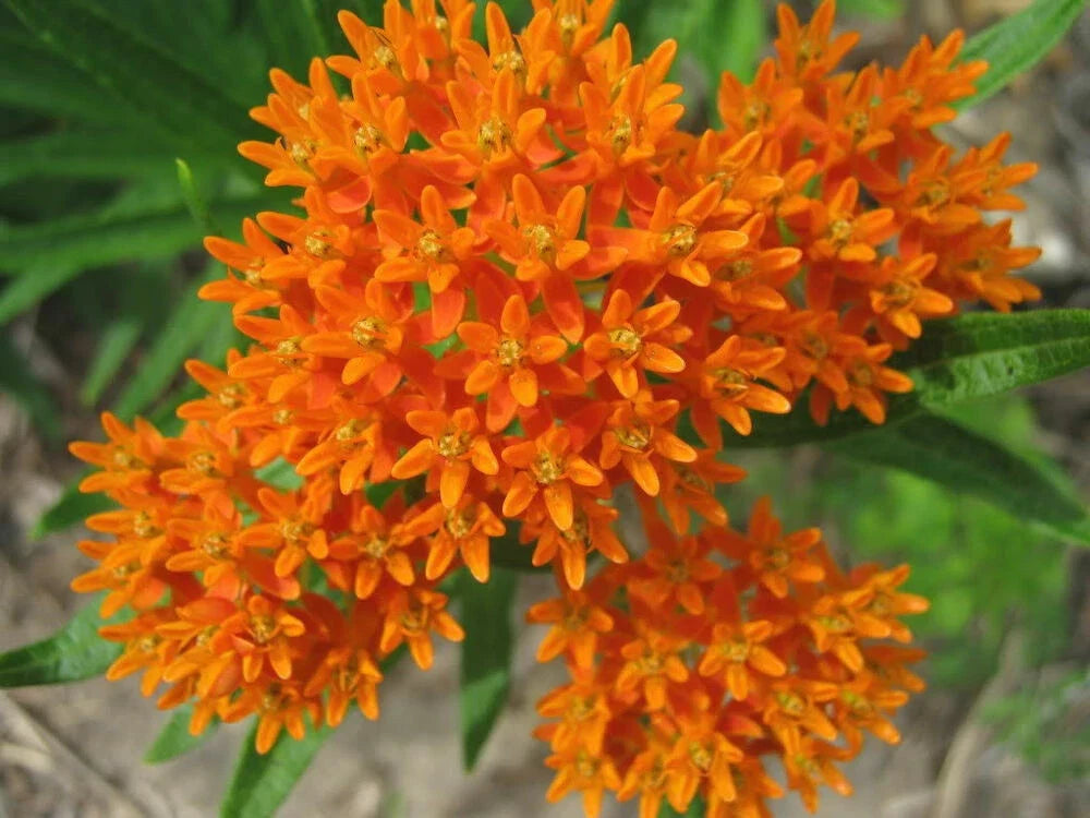 Butterfly Milkweed Seeds - 30+ Non-GMO Asclepias Tuberosa - Orange Yellow Perennial Wildflower for Pollinators