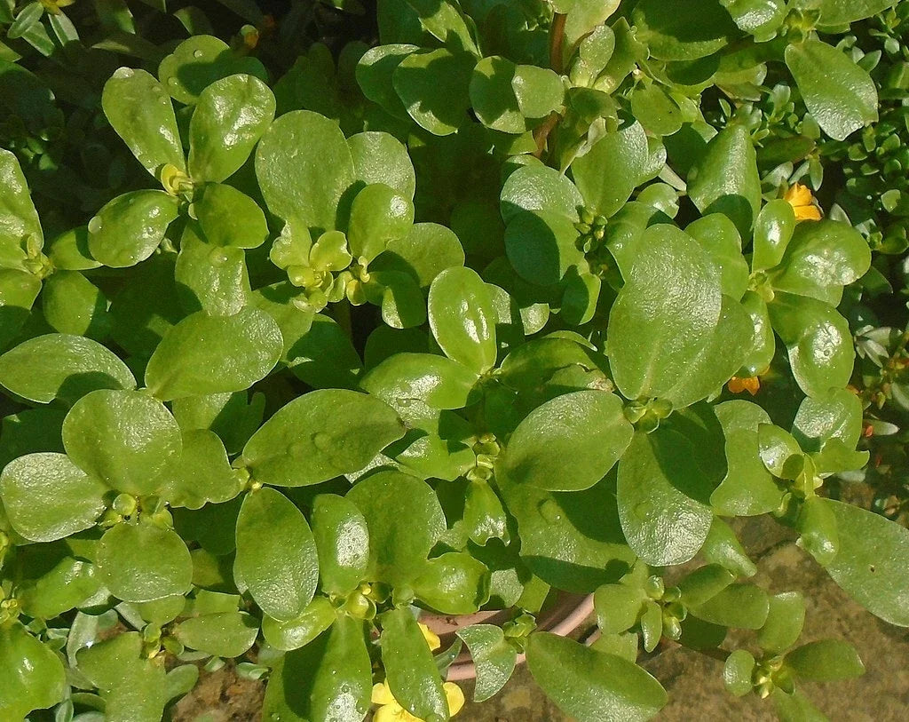 Golden Purslane Seeds - 1000 Count - Portulaca Sativa - High Omega-3 Leafy Vegetable for Healthy Gardening