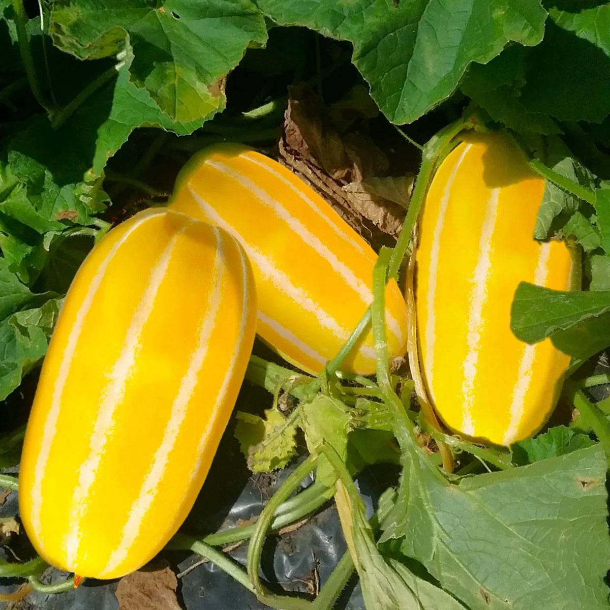 Golden Giant Korean Melon Seeds - Hybrid Yellow & White Stripes - Cucumis melo - Packet of 10 Seeds for 2025 Planting