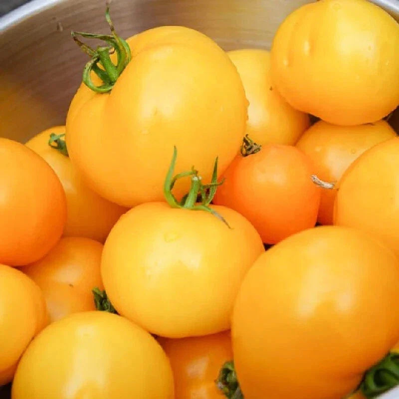 Tomato Seeds Set of 50+ Jubilee Non-GMO Heirloom | Solanum lycopersicum 'Jubilee' | Yellow-Orange Fruit, High Yield