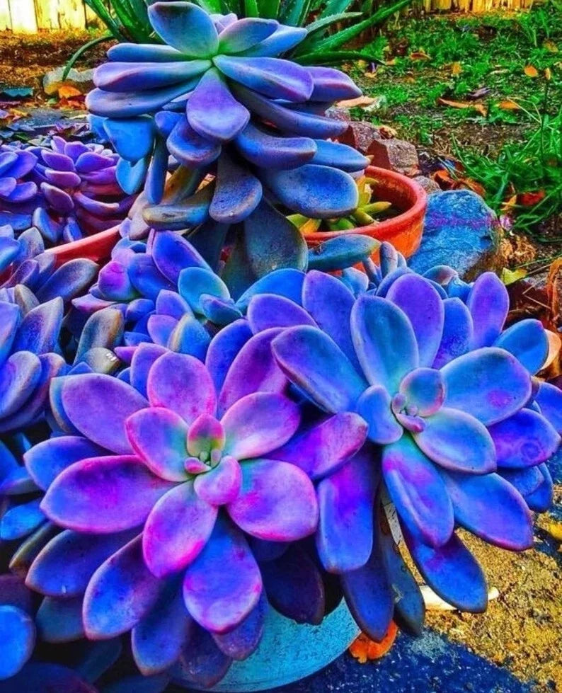 Blue Succulent Seeds - 100 Pcs Witchford Lithops Cactus Seeds for Indoor Gardening - Lithops spp. - Low Maintenance Plants