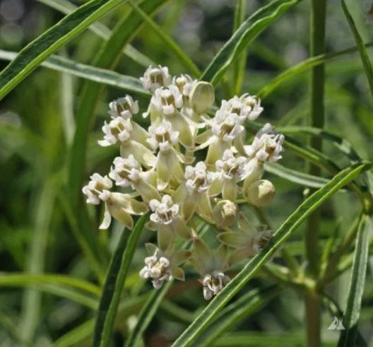 Milkweed Seeds - 30 Count - Narrow-Leaved - Asclepias fascicularis - Non-GMO Monarch Butterfly Host Plant