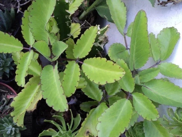 Jade Plant Cuttings - 3 Fresh Live Cuttings - Crassula ovata - Easy to Grow Organic Succulent - Perfect for Indoor Gardening
