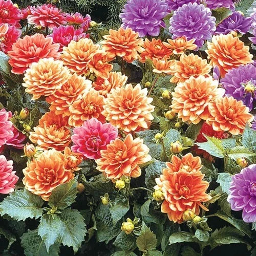 Cobra Dahlia Seeds - 25 Perennial Flower Seeds - Dahlia 'Cobra' - Vibrant Blooms - Non-GMO - Easy to Grow