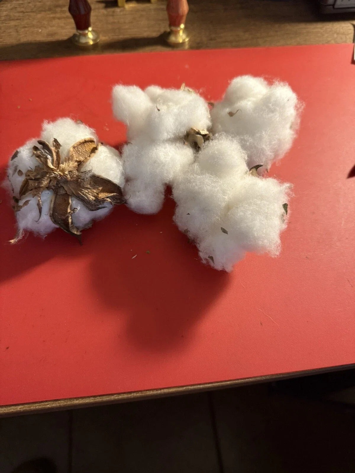U.S. Cotton Bolls Seeds - 100+ Non-GMO Viable Seeds for Gossypium hirsutum - Ideal for Gardening, Crafts, and Decor