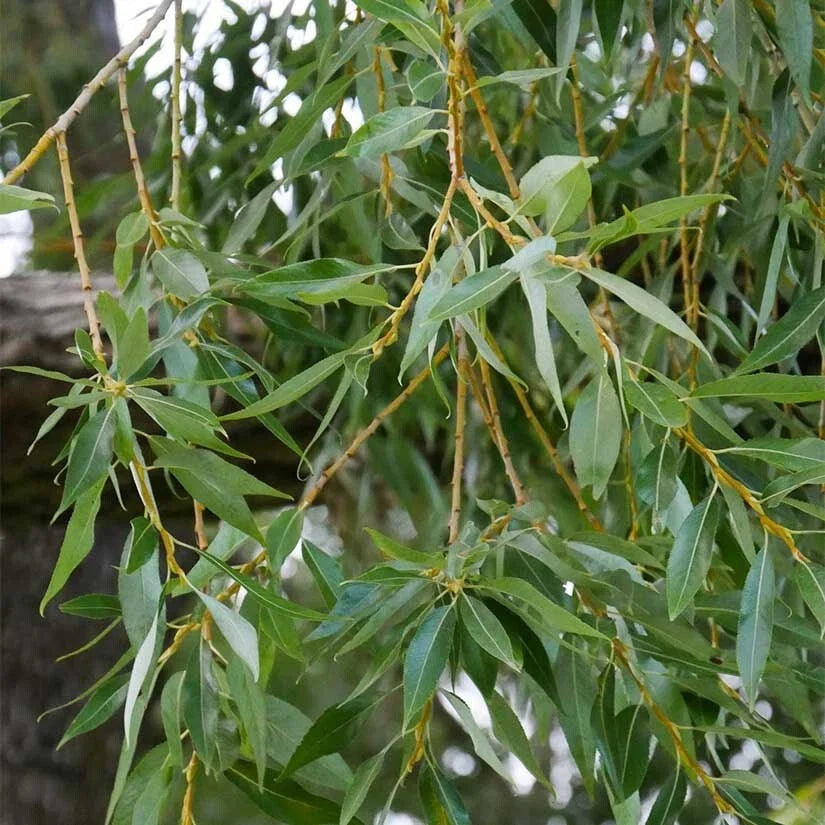 Weeping Willow Cuttings, 9 Organic Cuttings, Salix Babylonica, Perfect for Bonsai and Landscaping