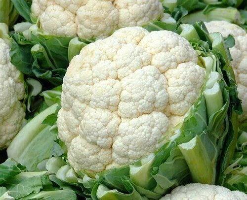 Cauliflower Seeds 600+ Self-Blanching Snowball Brassica oleracea, Cool Weather Vegetable Garden, Non-GMO, Easy to Grow