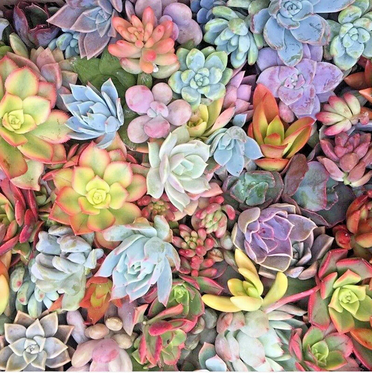 Live Unrooted Succulent Cuttings 25 Mixed Pastel Rosettes & Red Jade - Ideal for DIY Projects, Echeveria & Sedum