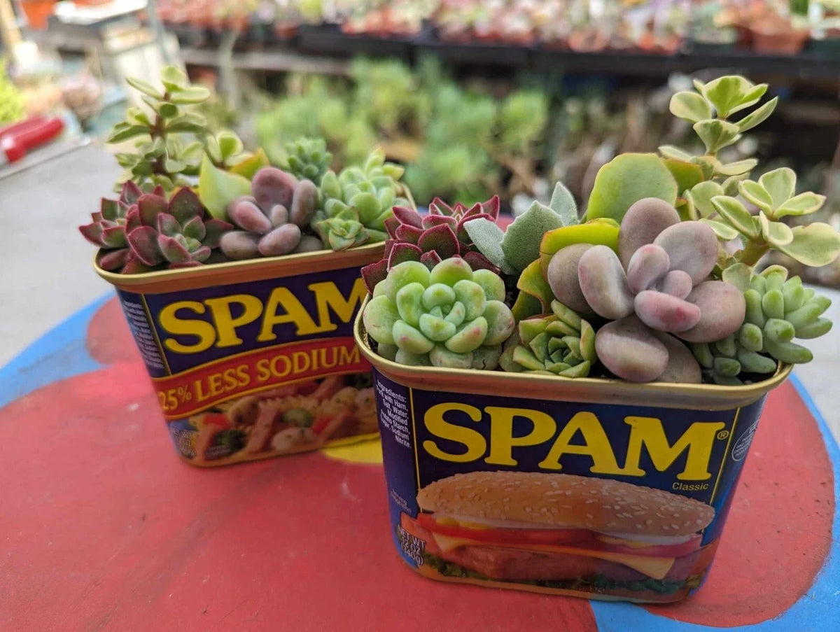 Assorted Succulent Cuttings 18 Pack + 2 Free Drainage Cans - Perfect for Gardens & Home Decor - Various Species