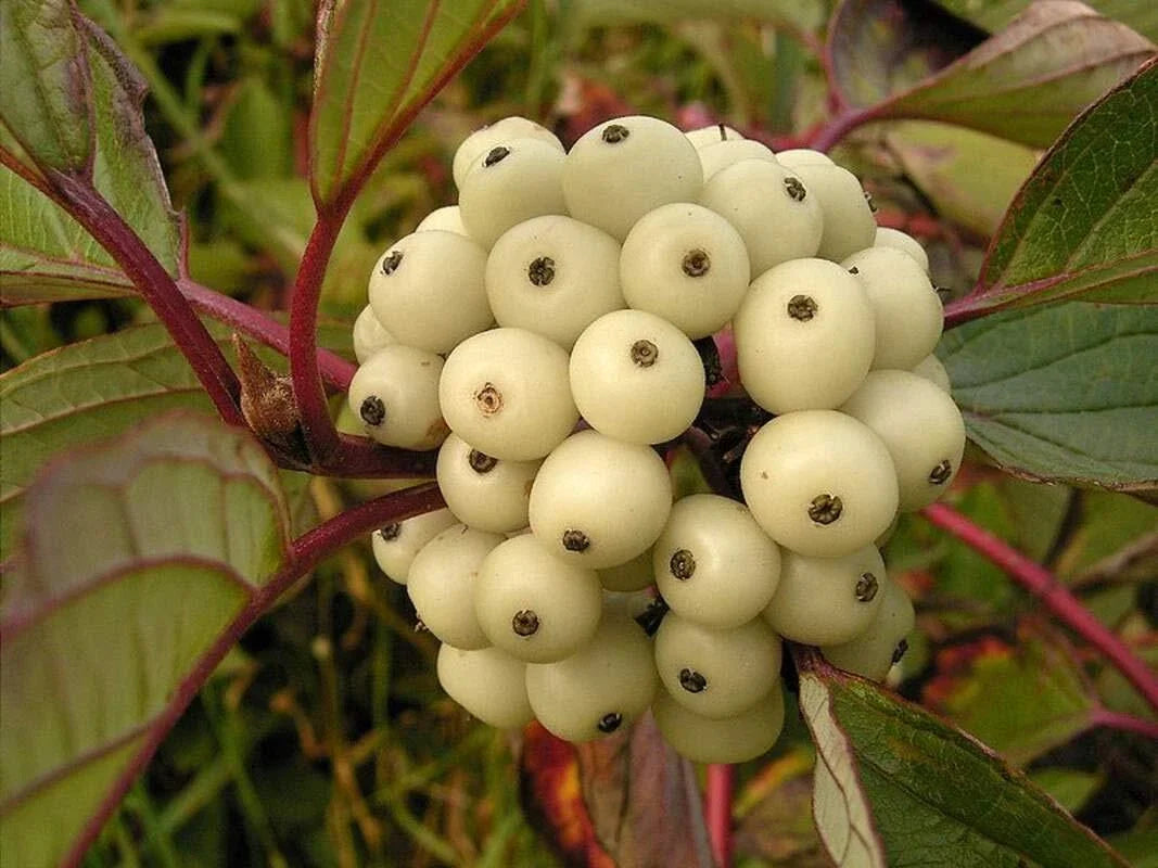 Siberian Dogwood Seeds (50 Seeds) - Cornus alba, Tatarian Dogwood, Hardy Perennial for Garden Borders and Hedges