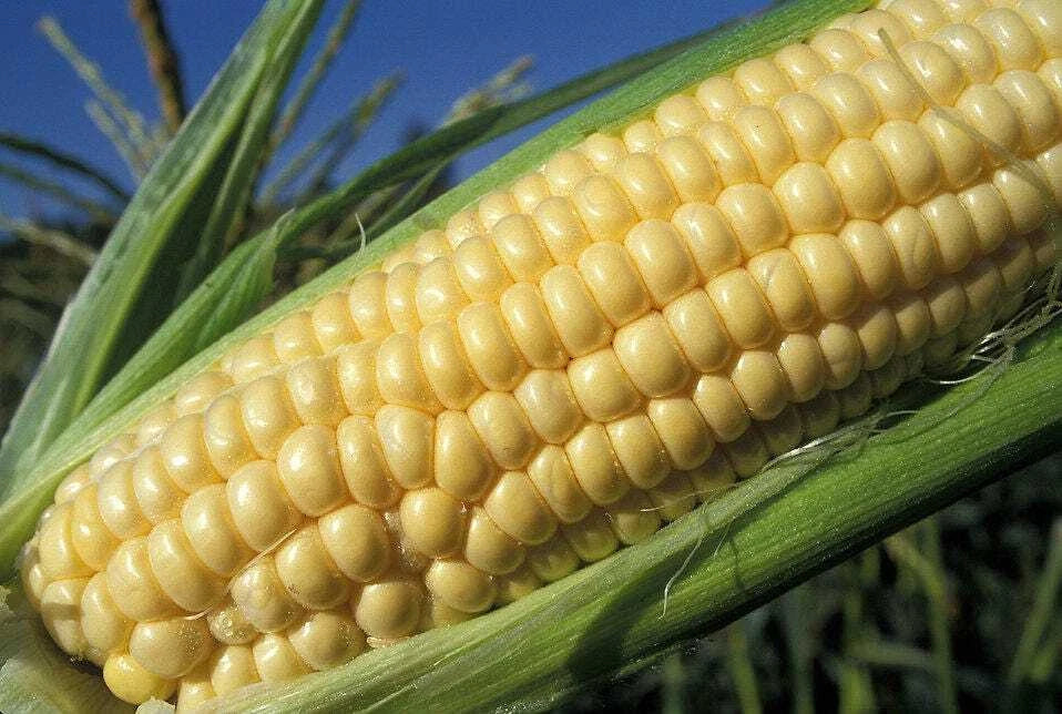 Yellow Sweet Corn Seeds, 35+ Count, Iochief Variety, Zea mays - Heirloom, Drought Resistant, Golden Kernels