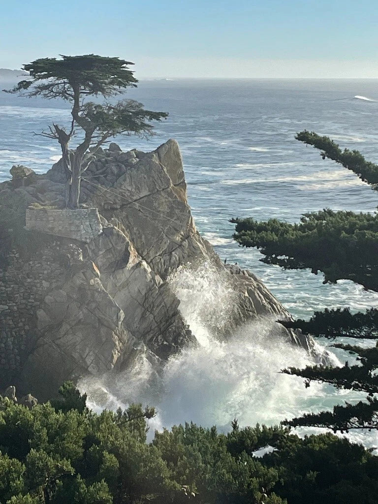Monterey Cypress Seeds - Organic Cupressus macrocarpa - Fast-Growing Evergreen Tree Seeds for Coastal Gardens