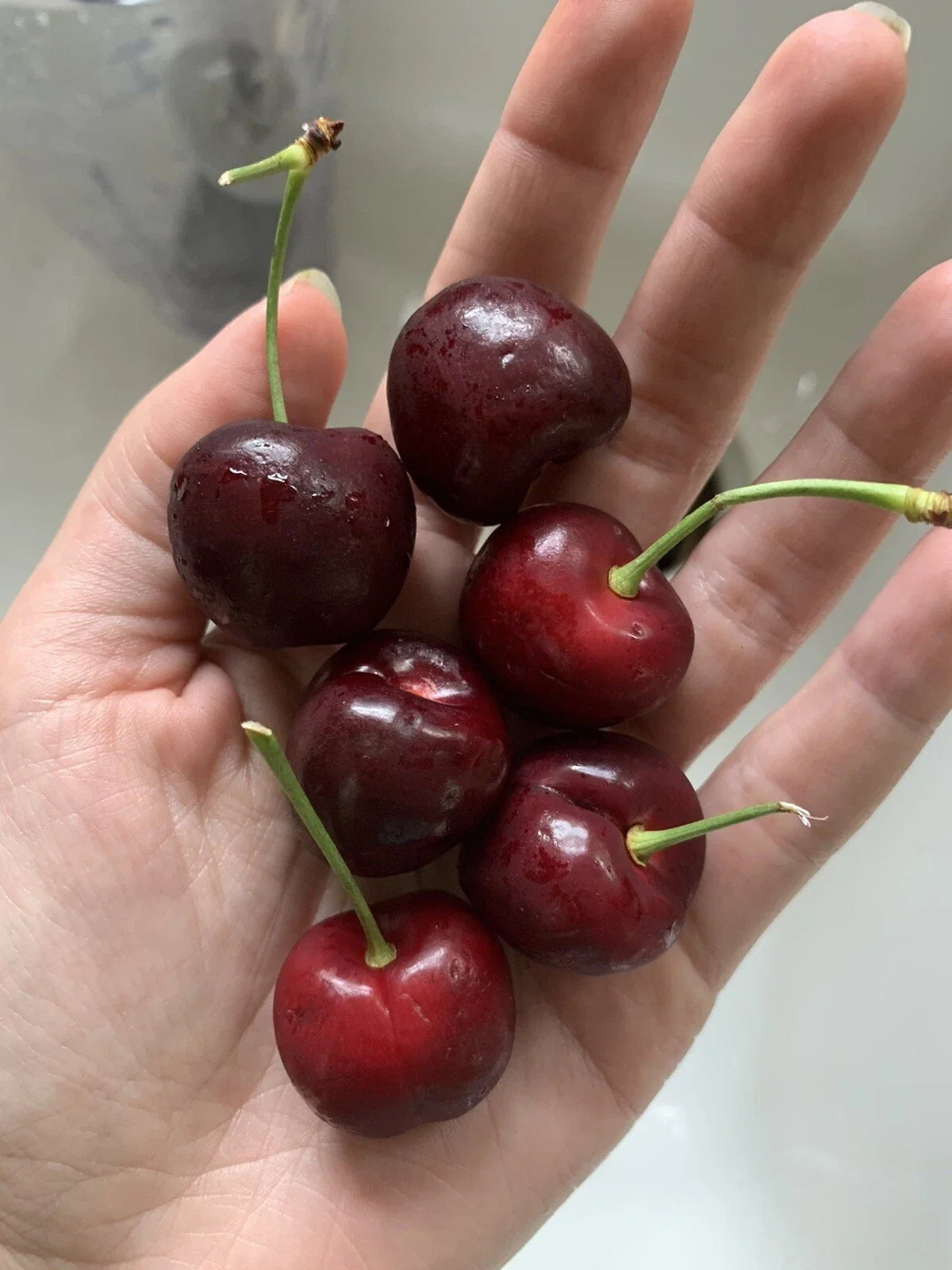 Organic Cherry Pits Seeds - 5 Non-GMO Red Fruit Seeds for Sweet Cherry Tree - Prunus avium - Home Garden Planting